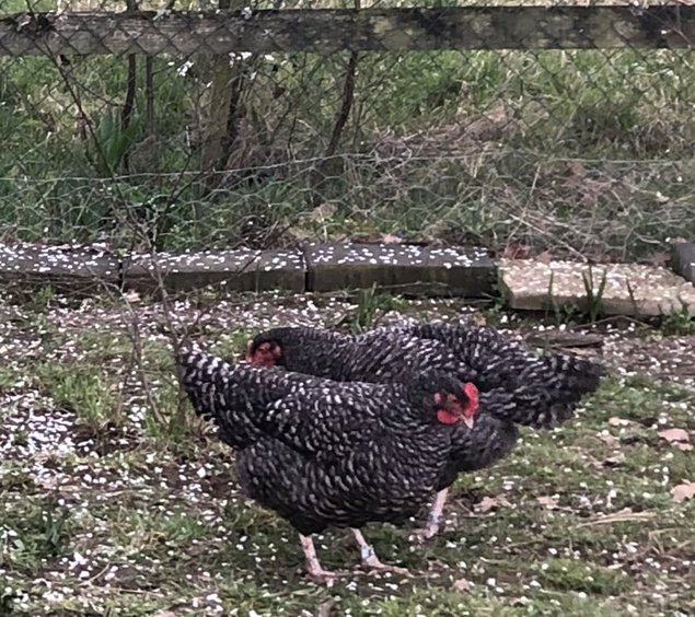 Oeufs fécondés poules Coucou de Rennes pure race