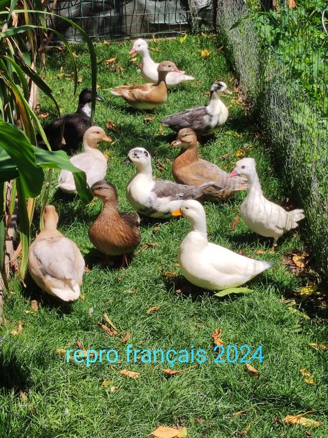 canards mignon