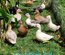 canards mignon