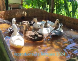canards mignon