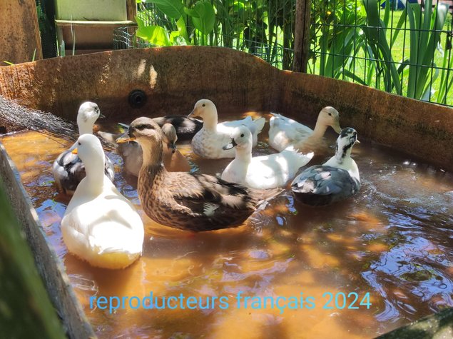 canards mignon