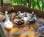 canards mignon