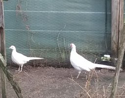 faisans blanc du canada