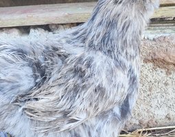 (LVDC) Poule de Soie Bleu et Splash