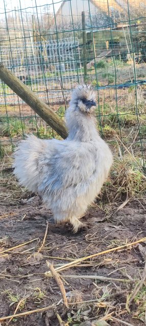 (LVDC) Poule de Soie Gris Perle