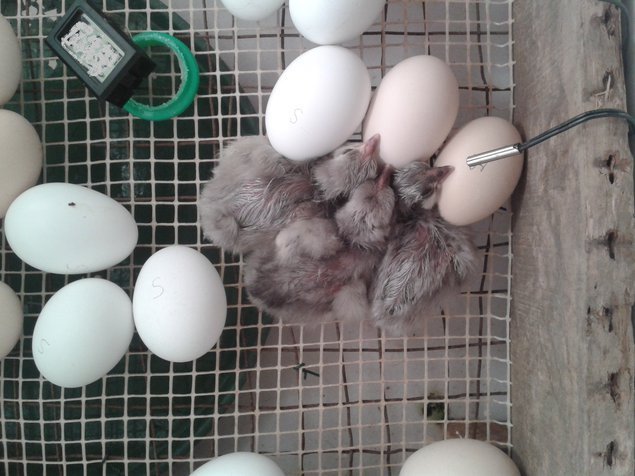 oeufs à couver de poules limousine et coqs de pêche limousin bleu