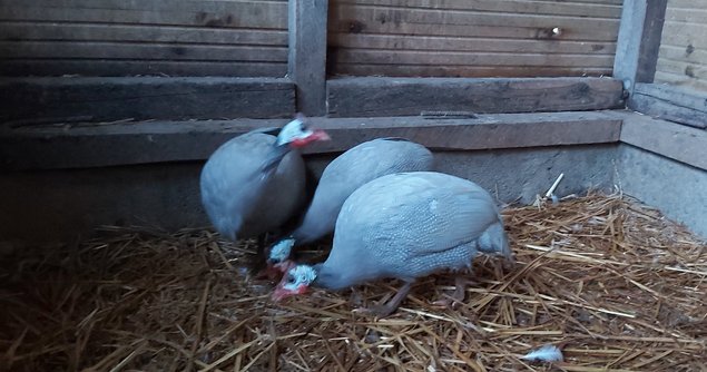 Pintade lilas, gris, gris clair et blanc (à perlures)