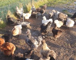 Œufs poules soie