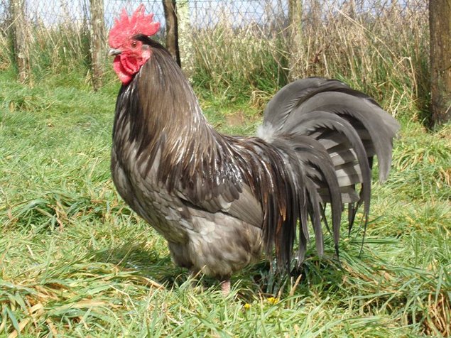 oeufs à couver de poules limousine et coqs de pêche limousin bleu