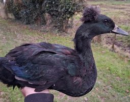 Canard huppé noir
