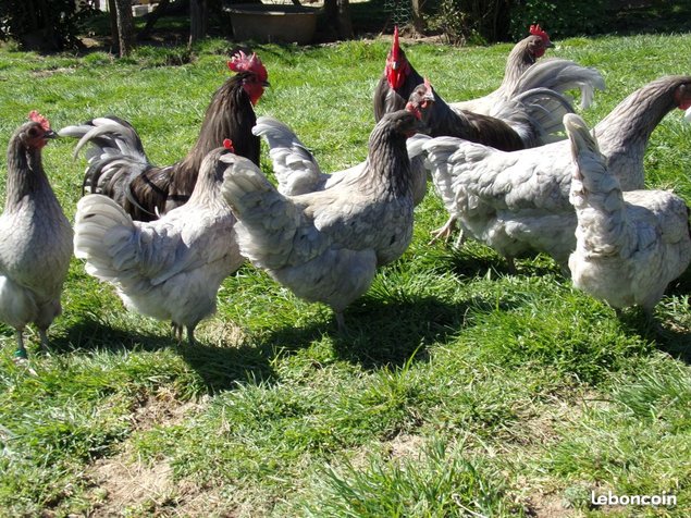 oeufs à couver de poules limousine et coqs de pêche limousin bleu