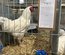 Oeufs à couver de Charollaise