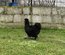 Œufs de poule de soie