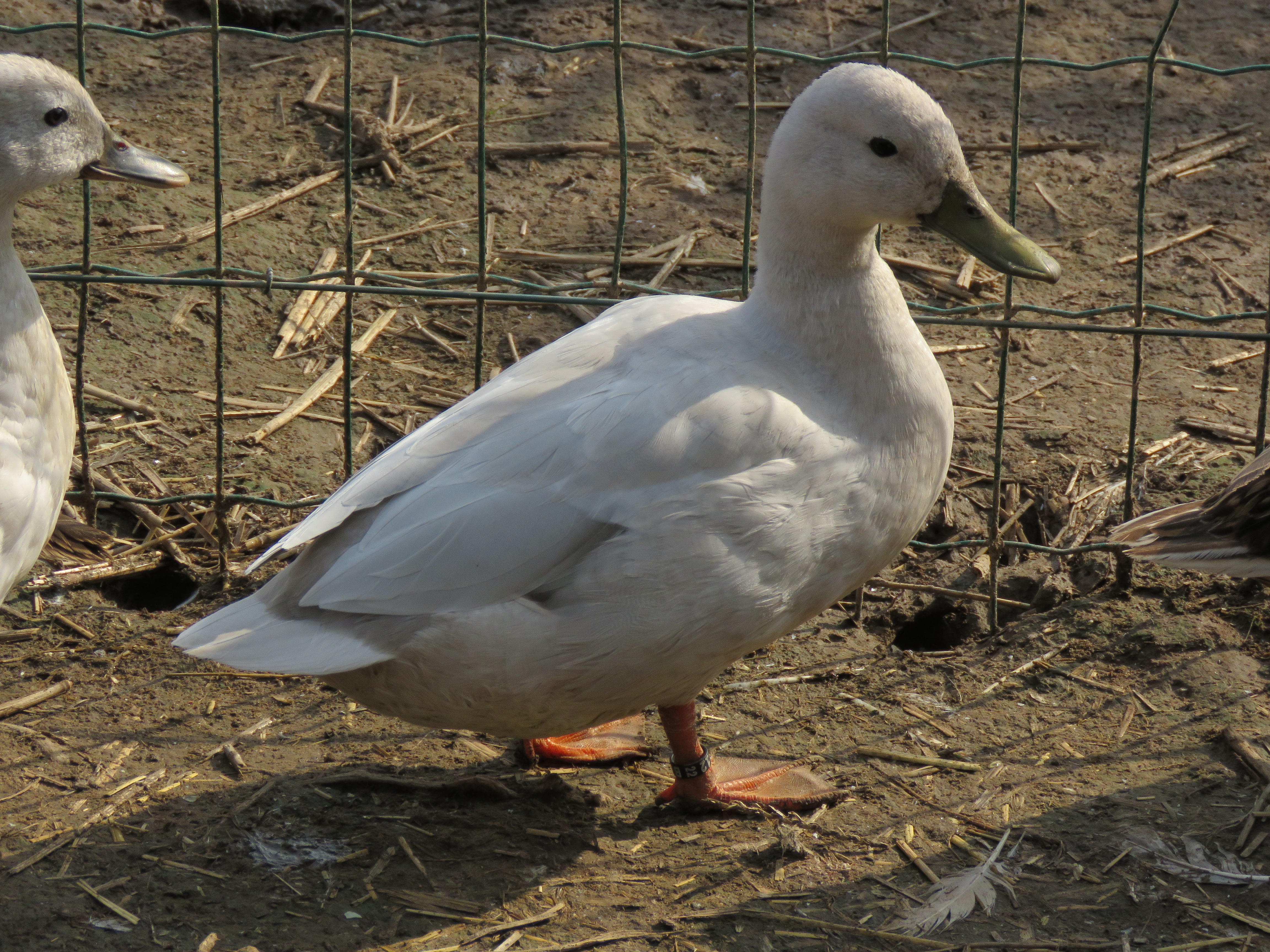 Canard colvert opale et opale foncé - Coco-Eco