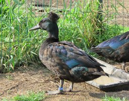 Canard huppé nain noir
