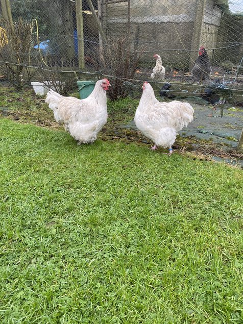 Œufs à couver Orpington