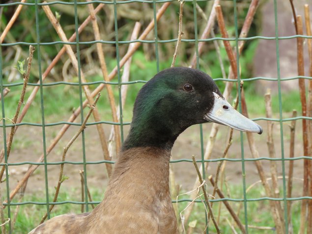 Canard Campbell anglais brun sauvage foncé