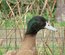 Canard Campbell anglais brun sauvage foncé