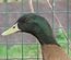 Canard Campbell anglais brun sauvage foncé