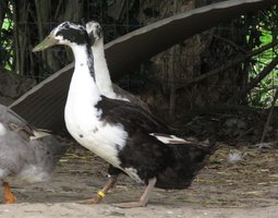 Canard de Huttegem à dessin noir et blanc