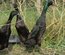 Canard coureur indien noir