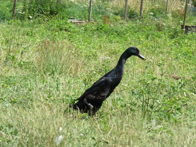 Canard coureur indien noir