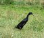 Canard coureur indien noir