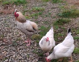 œuf  féconder Sussex + coq croiser  (Sussex - Araucana)  parents pure