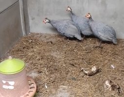 Oeufs fécondés de pintades Bleu Azur à Perlures Réduites