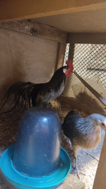 oeufs à couver Phoenix