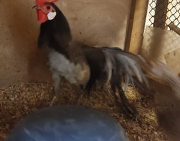 oeufs à couver Phoenix