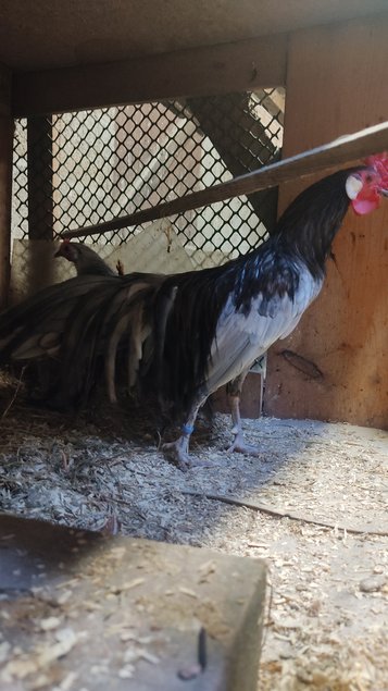 oeufs à couver Phoenix