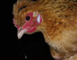 Oeufs "Denise" (Envoi urgent via mondial Relay) - la ferme rétro