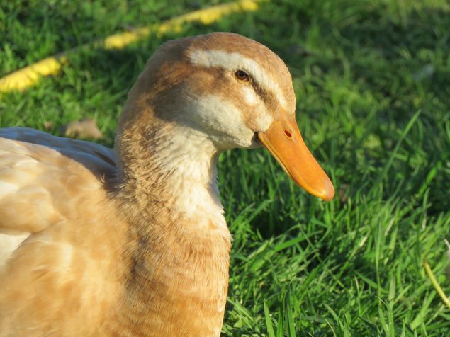 Canard de Saxe