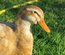 Canard de Saxe