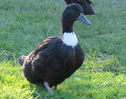 Canard à bavette de Suède noir à bavette