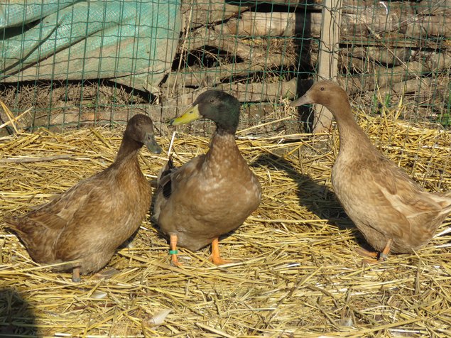 Canard Campbell anglais brun sauvage foncé