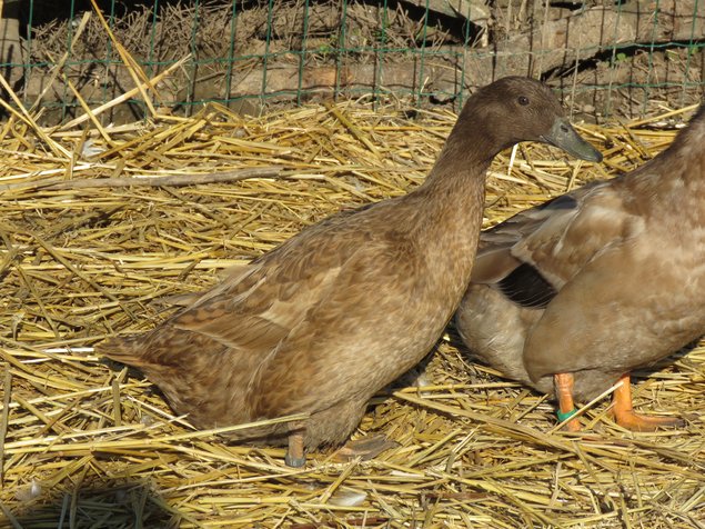 Canard Campbell anglais brun sauvage foncé