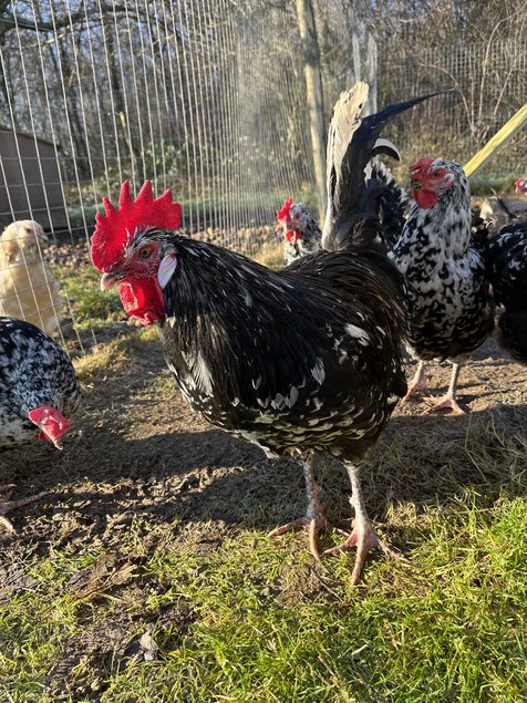 oeufs fécondés Gournay GR