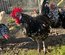 oeufs fécondés Gournay GR
