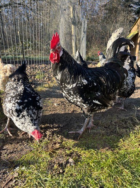 oeufs fécondés Gournay GR