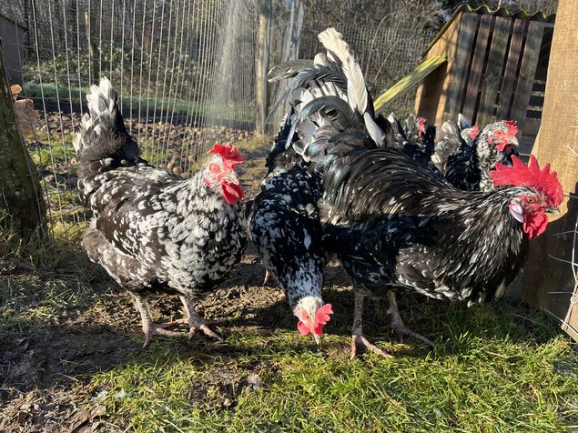 oeufs fécondés Gournay GR