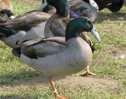 Canard à bec courbé sauvage foncé (avec et sans bavette)