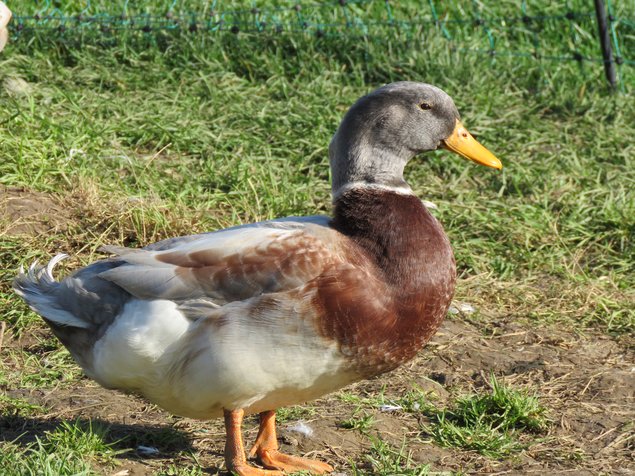Canard de Saxe