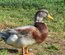 Canard de Saxe