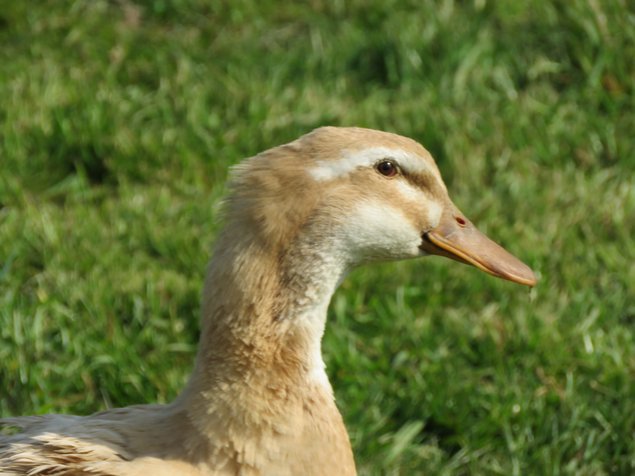 Canard de Saxe