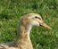 Canard de Saxe