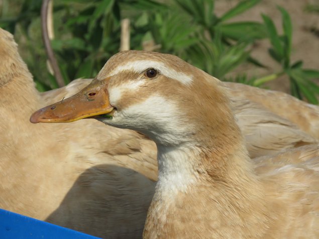 Canard de Saxe