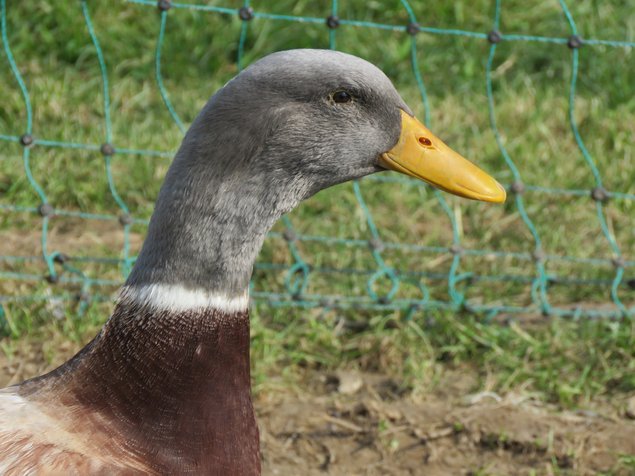 Canard de Saxe