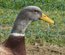 Canard de Saxe